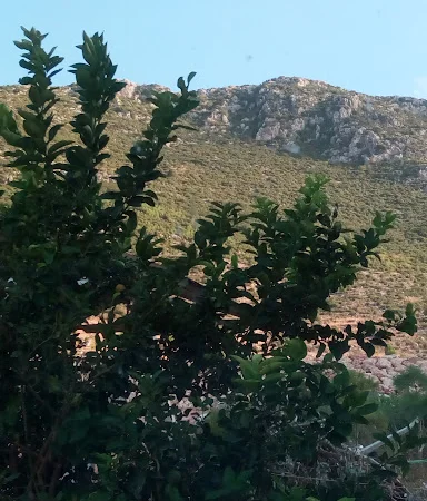 Çokçapınar Mahallesi Cami kapak fotoğrafı